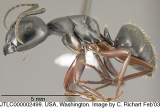 Camponotus modoc, side