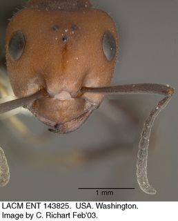 Formica obscuripes, head
