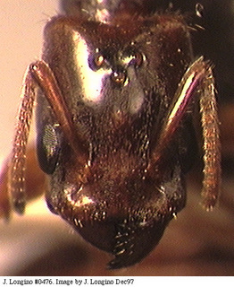 Azteca coeruleipennis, queen, head