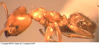 Azteca coeruleipennis, worker, side