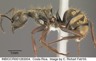 Dolichoderus curvilobus, side