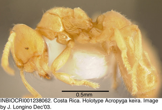 Acropyga keira, side, holotype