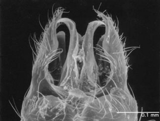 Acropyga smithii, male, genitalia top