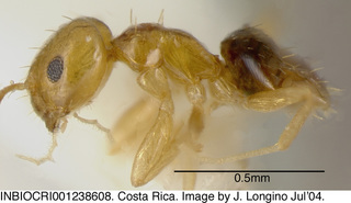 Brachymyrmex pictus balboae, side
