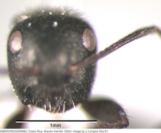 Camponotus abscisus, worker, head
