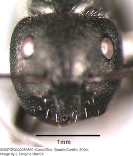 Camponotus abscisus, worker, head