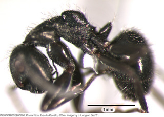 Camponotus abscisus, worker, side