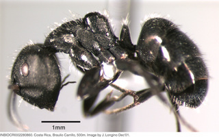 Camponotus abscisus, worker, side