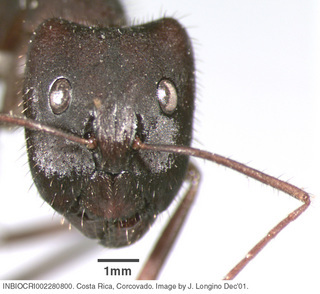 Camponotus ager, worker, head