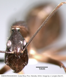 Camponotus ager, worker, head