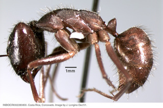 Camponotus ager, worker, side