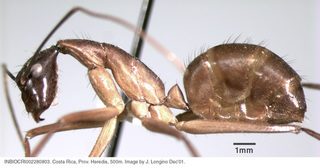 Camponotus ager, worker, side
