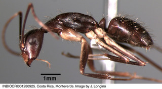 Camponotus albicoxis, worker, side