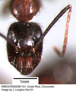Camponotus atriceps, worker, head
