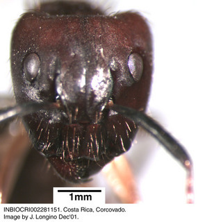 Camponotus atriceps, worker, head