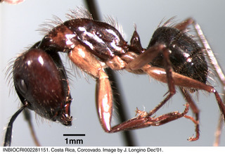 Camponotus atriceps, worker, side
