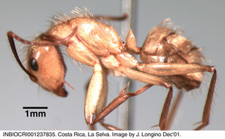 Camponotus atriceps, worker variant, side