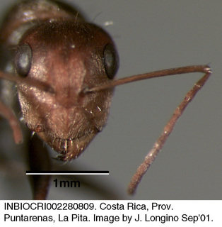Camponotus blandus, worker, head