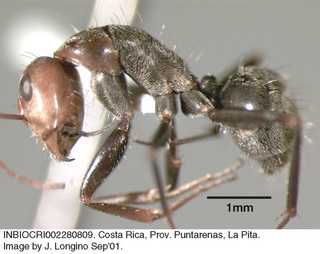 Camponotus blandus, worker, side
