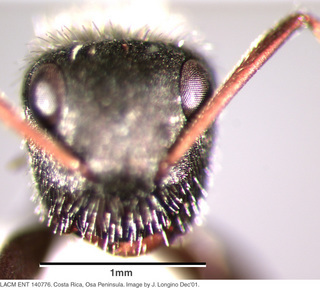 Camponotus brettesi, worker, head