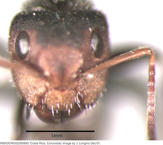 Camponotus brevis, worker, head