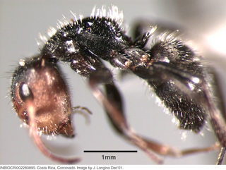 Camponotus brevis, worker, side
