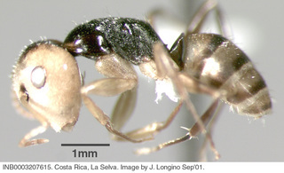 Camponotus championi, worker, side
