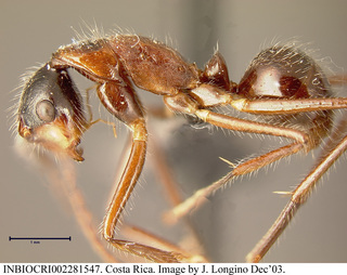 Camponotus chartifex, worker, side