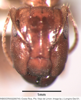 Camponotus claviscapus, worker, head