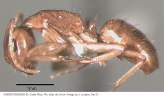 Camponotus claviscapus, worker, side