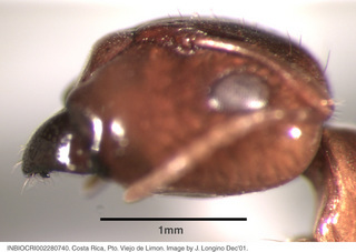 Camponotus claviscapus, worker major, head side