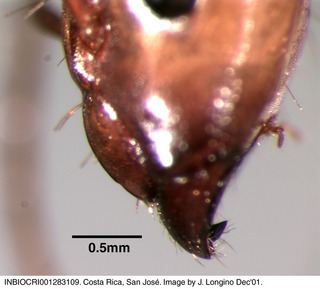 Camponotus conspicuus zonatus, queen, clypeus side