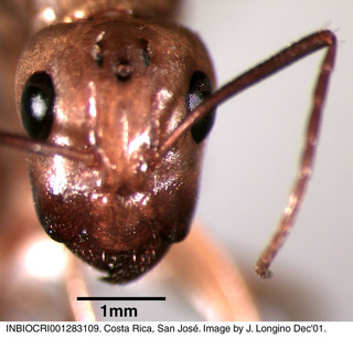 Camponotus conspicuus zonatus, queen, head