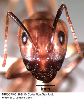 Camponotus conspicuus zonatus, worker, head