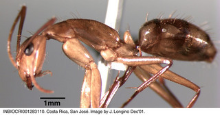 Camponotus conspicuus zonatus, worker, side