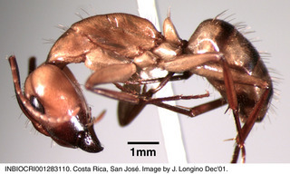 Camponotus conspicuus zonatus, worker, side