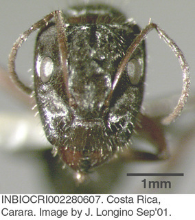 Camponotus coruscus, worker, head