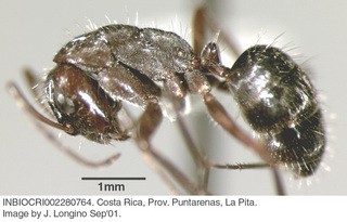 Camponotus coruscus, worker, side
