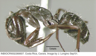 Camponotus coruscus, worker, side