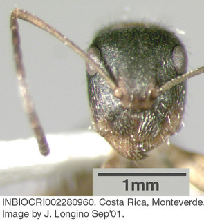Camponotus cuneidorsus, worker, head