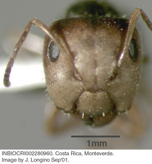 Camponotus cuneidorsus, worker, head