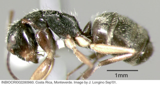 Camponotus cuneidorsus, worker, side