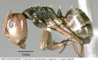 Camponotus cuneidorsus, worker, side