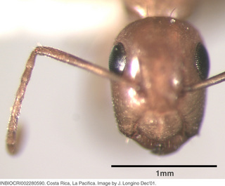 Camponotus curviscapus, worker, head
