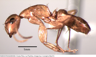 Camponotus curviscapus, worker, side