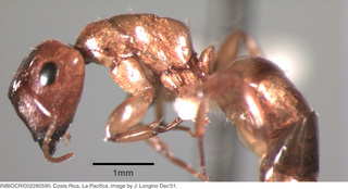 Camponotus curviscapus, worker, side