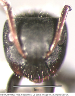 Camponotus excisus, worker, head
