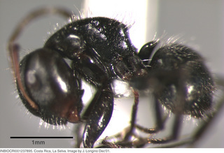 Camponotus excisus, worker, side