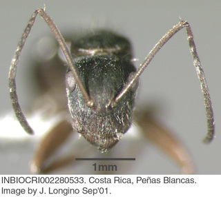 Camponotus fastigatus, worker, head