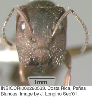 Camponotus fastigatus, worker, head